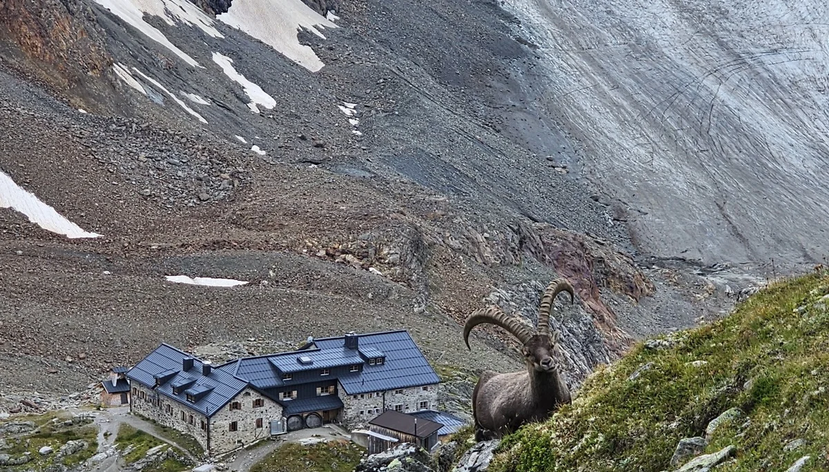 Blick auf Braunschweiger Hütte mit Steinbock im Vordergrund | © Braunschweiger Hütte/Melanie Neurauter
