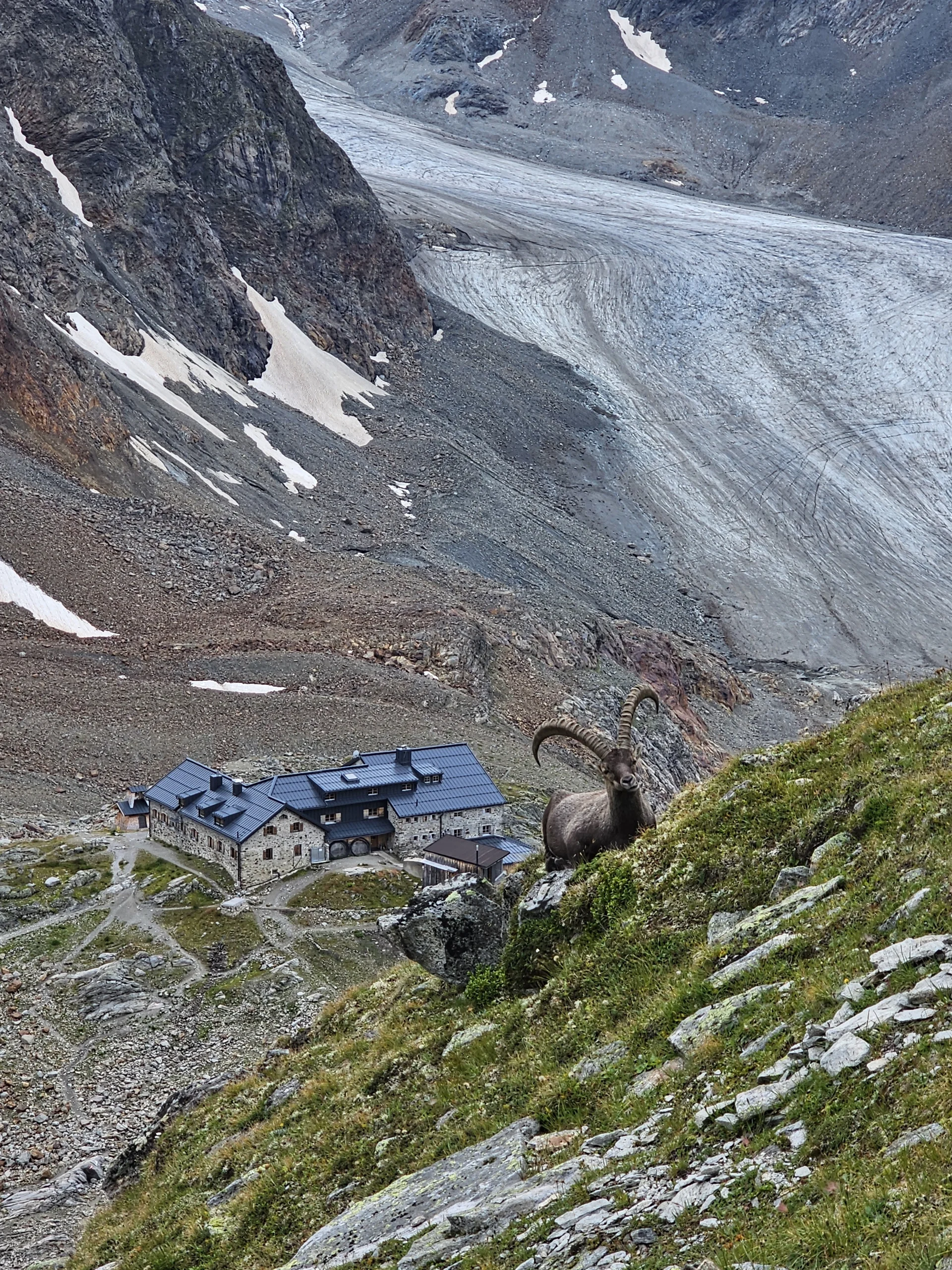 Blick auf Braunschweiger Hütte mit Steinbock im Vordergrund | © Braunschweiger Hütte/Melanie Neurauter