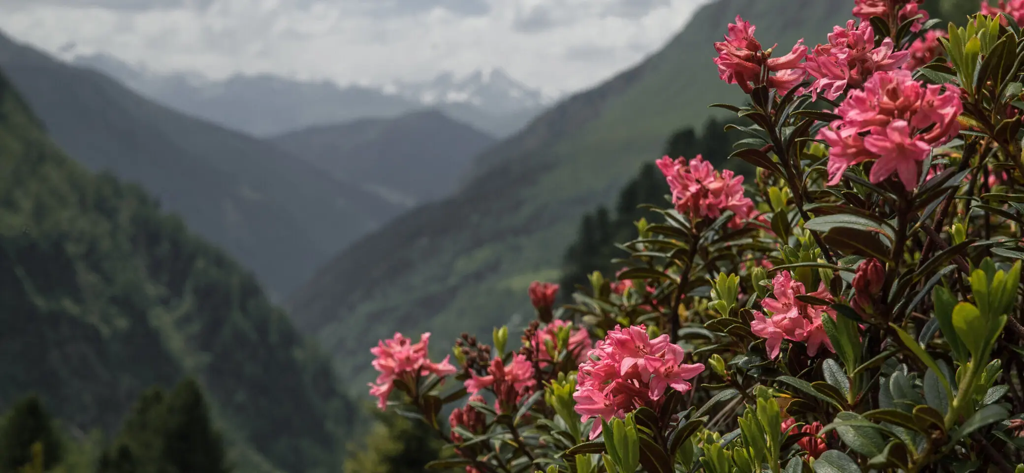 Pflanzen in den Bergen nahe der Geraerhütte: Alpenrose | © DAV/Marcel Dambon